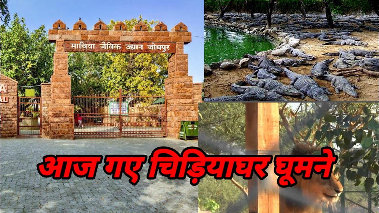 माचिया जैविक उद्यान जोधपुर // #zoo 