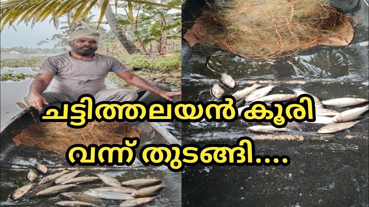 ചട്ടിത്തലയൻ  കൂരി വന്നു തുടങ്ങി...... @LD AND RD MEDIA
