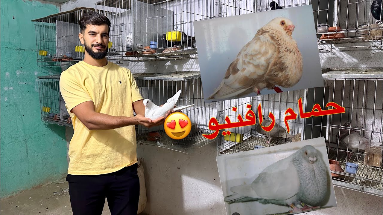 زيارة عند أفضل مربي حمام رافنيو بوجدة  🏅✅
