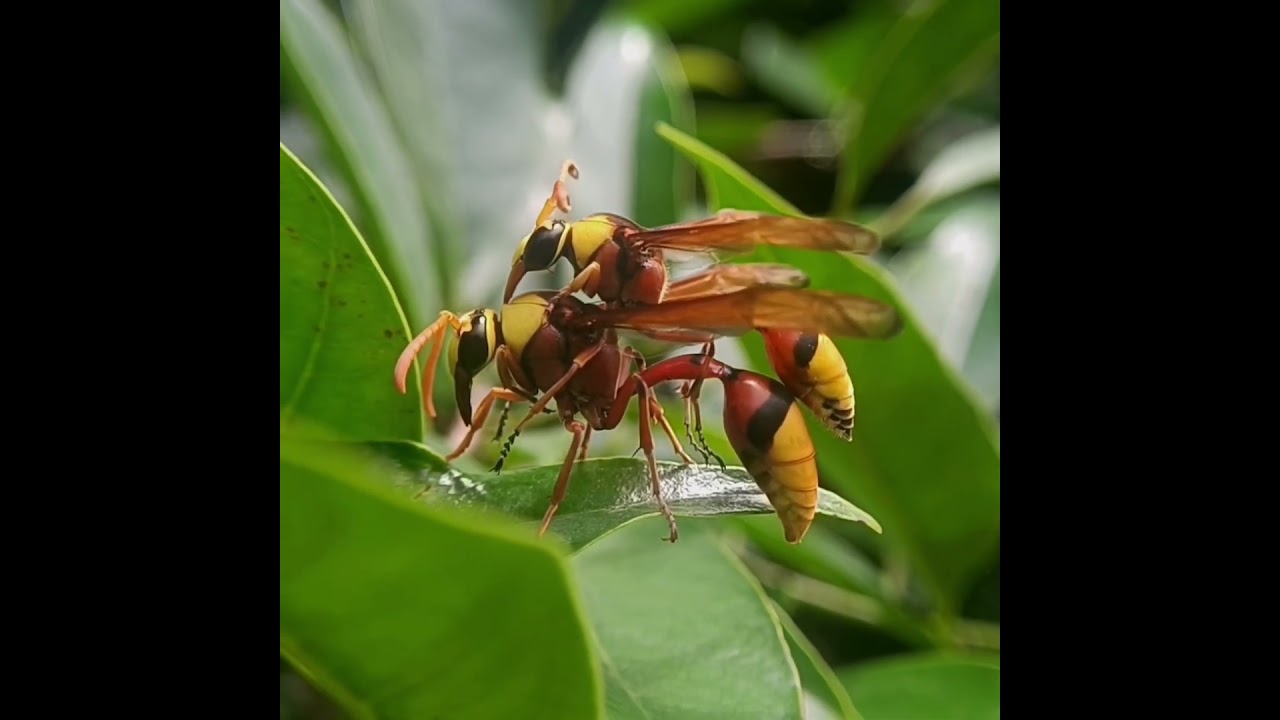 Potter Wasp(Delta pyriforme) mating #wasp #bug #insects #macro..Read description to know the process