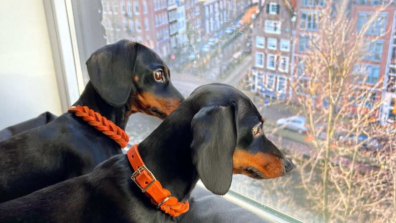 Loulou & Coco’s 1st time in Amsterdam.