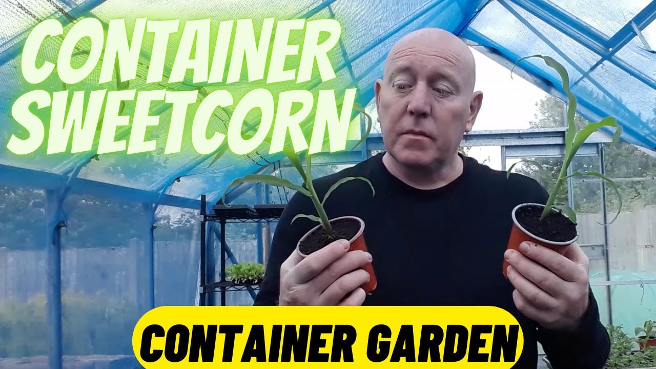 Container Sweetcorn [Gardening Allotment UK] Home Growing Veg