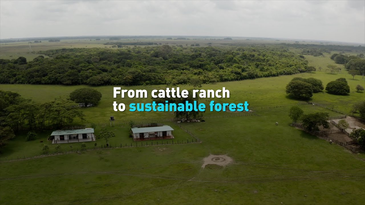 From cattle ranch to sustainable forest