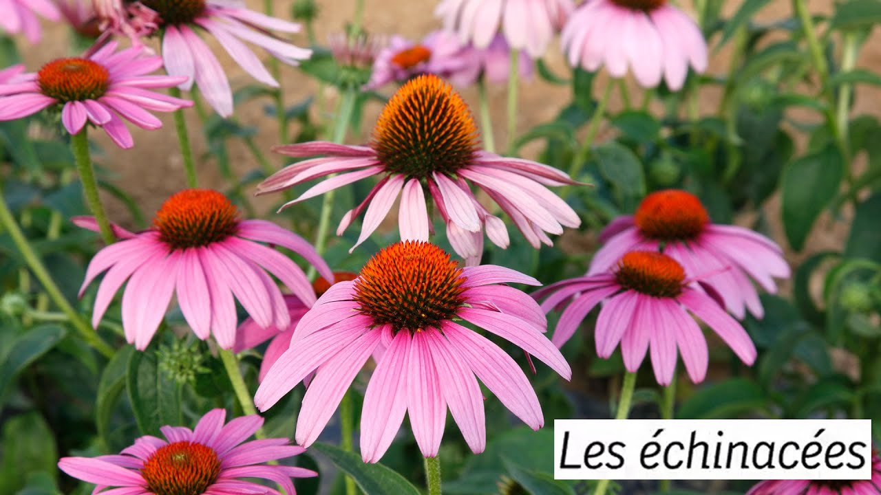 Les  échinacées