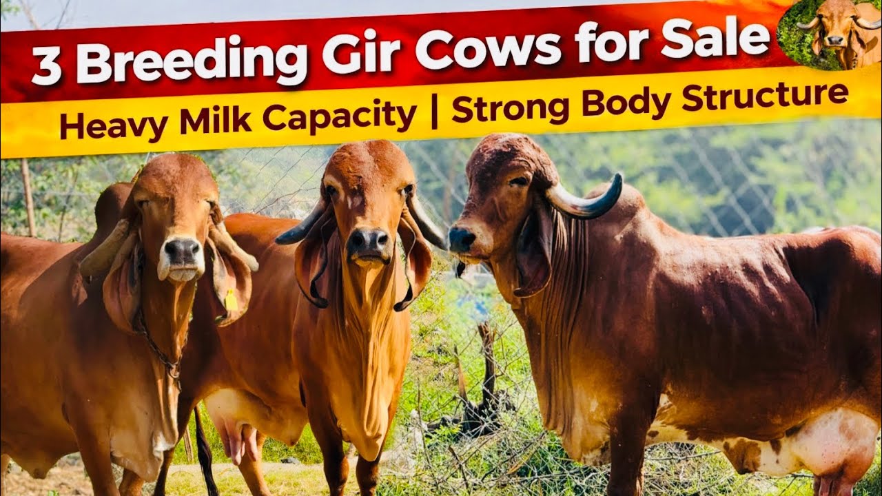 3 Breeding Gir cows for sale With Heavy Milk Capacity | Strong Body Structure