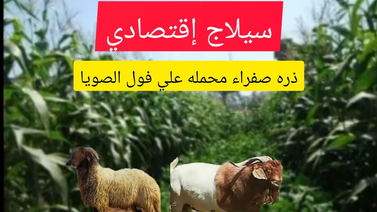 سيلاج فول الصويا و الذره الصفراء farag_farm@