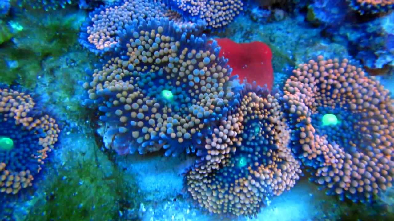 Ricordeas in holding tank Part 2 - Ready to sell