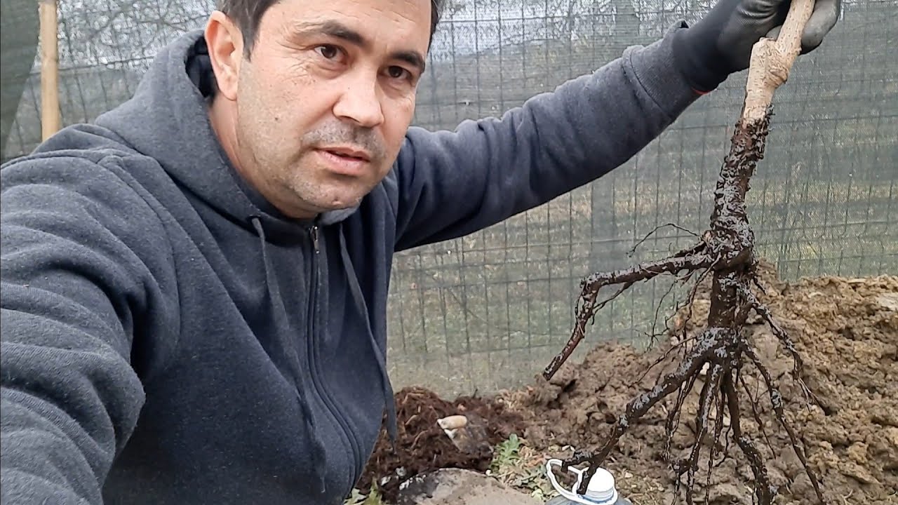 De ce nu se prind pomii.Cum plantăm corect un pom.