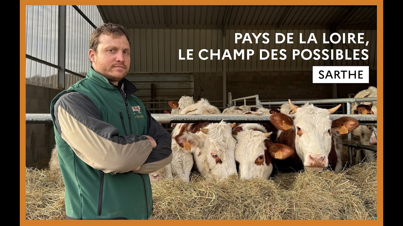 Sarthe : Lucas Paris, éleveur de vaches de race saosnoise à Saint-Martin-des-Monts
