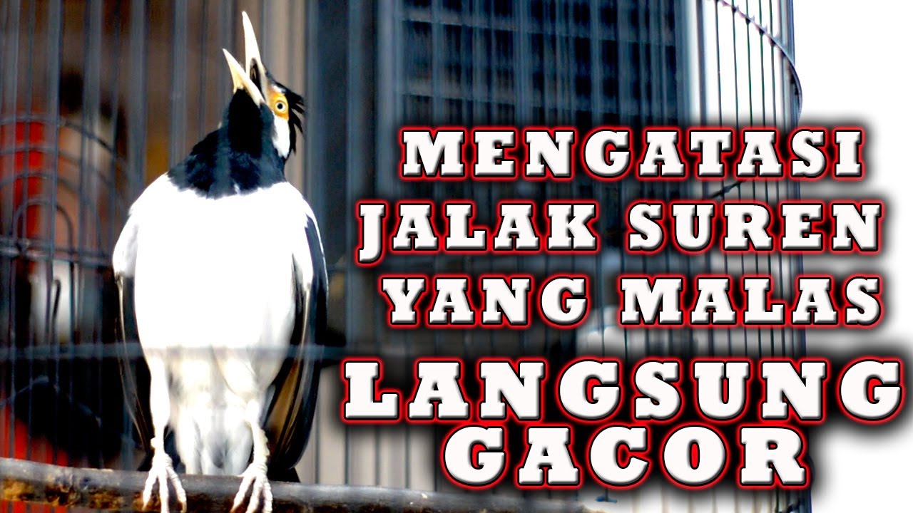 JALAK SUREN GACOR BONGKAR ISIAN UNTUK PANCINGAN DAN MASTERAN CEPAT GACOR #jalaksurengacor