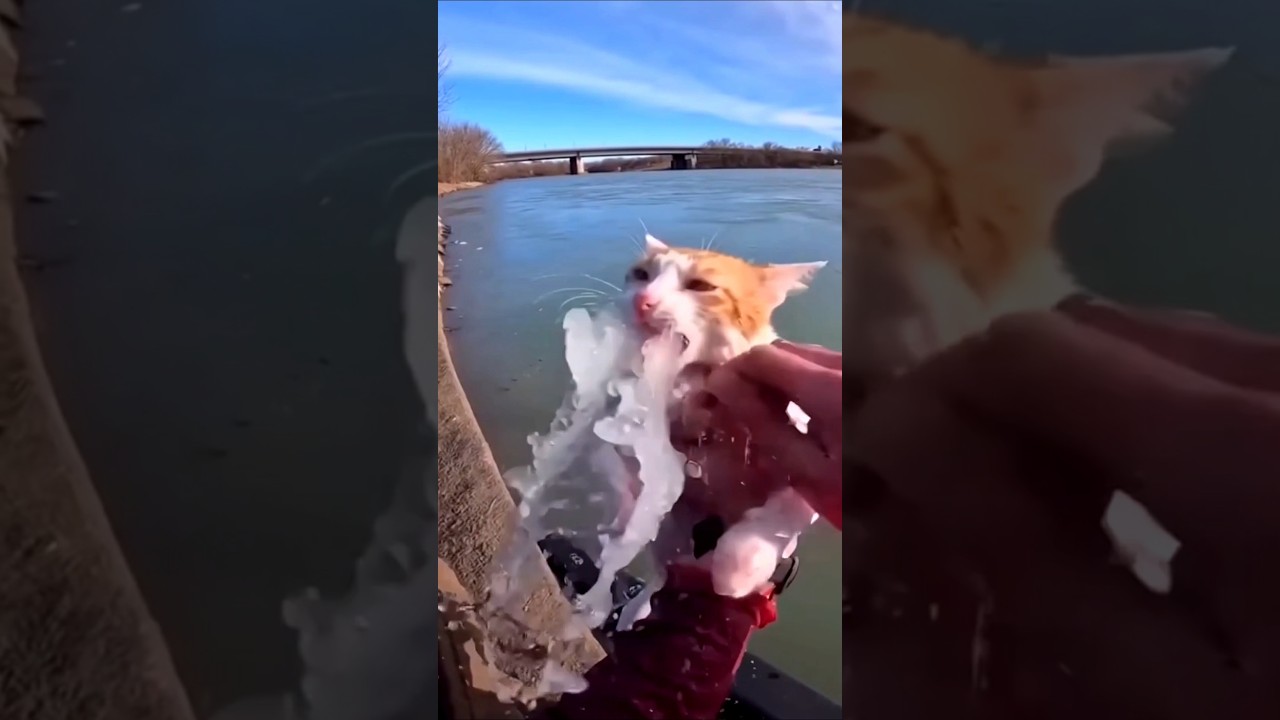 The Moment This Cats Life Was Saved 😻🥰 #shorts #animals #love
