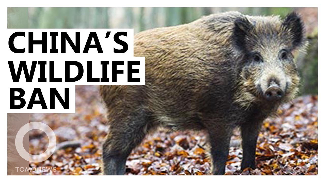 China BANS consumption of wild animals - TomoNews