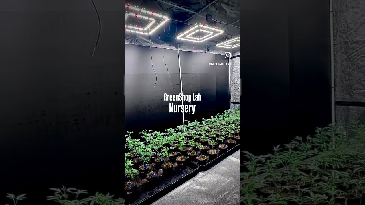 🌱 GreenShop Lab Nursery 🌱 where we shape the future, healthy cuts, strong roots, and organic care