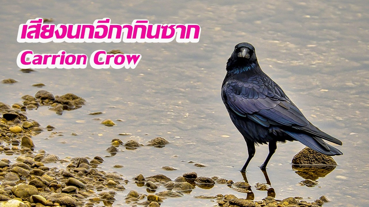 เสียงนกอีกากินซาก | Carrion Crow