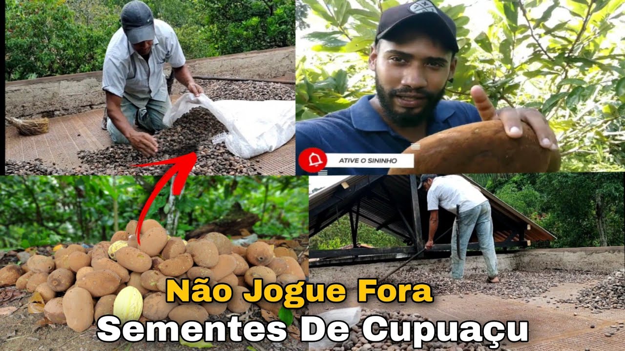 O que fazer com as sementes de cupuaçu - ganhe dinheiro na roça vendendo amêndoas secas de cupuaçu