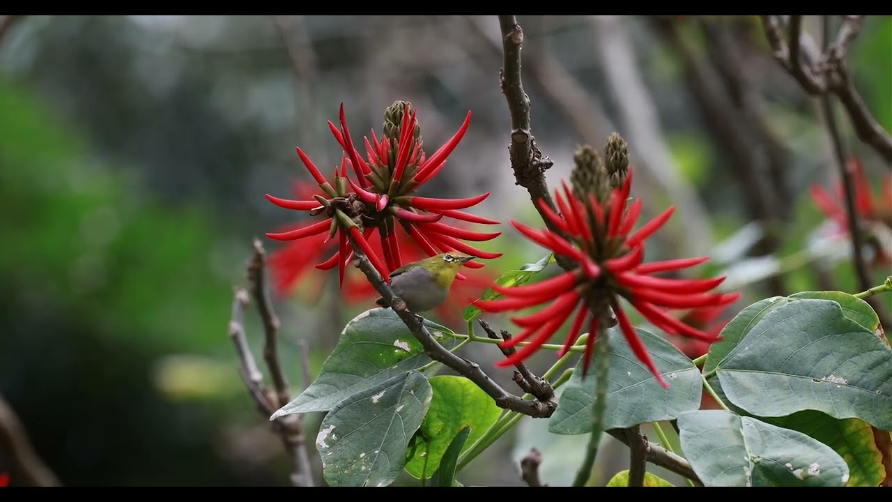 20260228_植物園拍綠繡眼與白頭翁