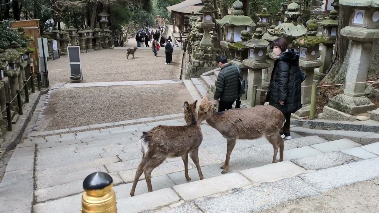 春日大社から東大寺散策
