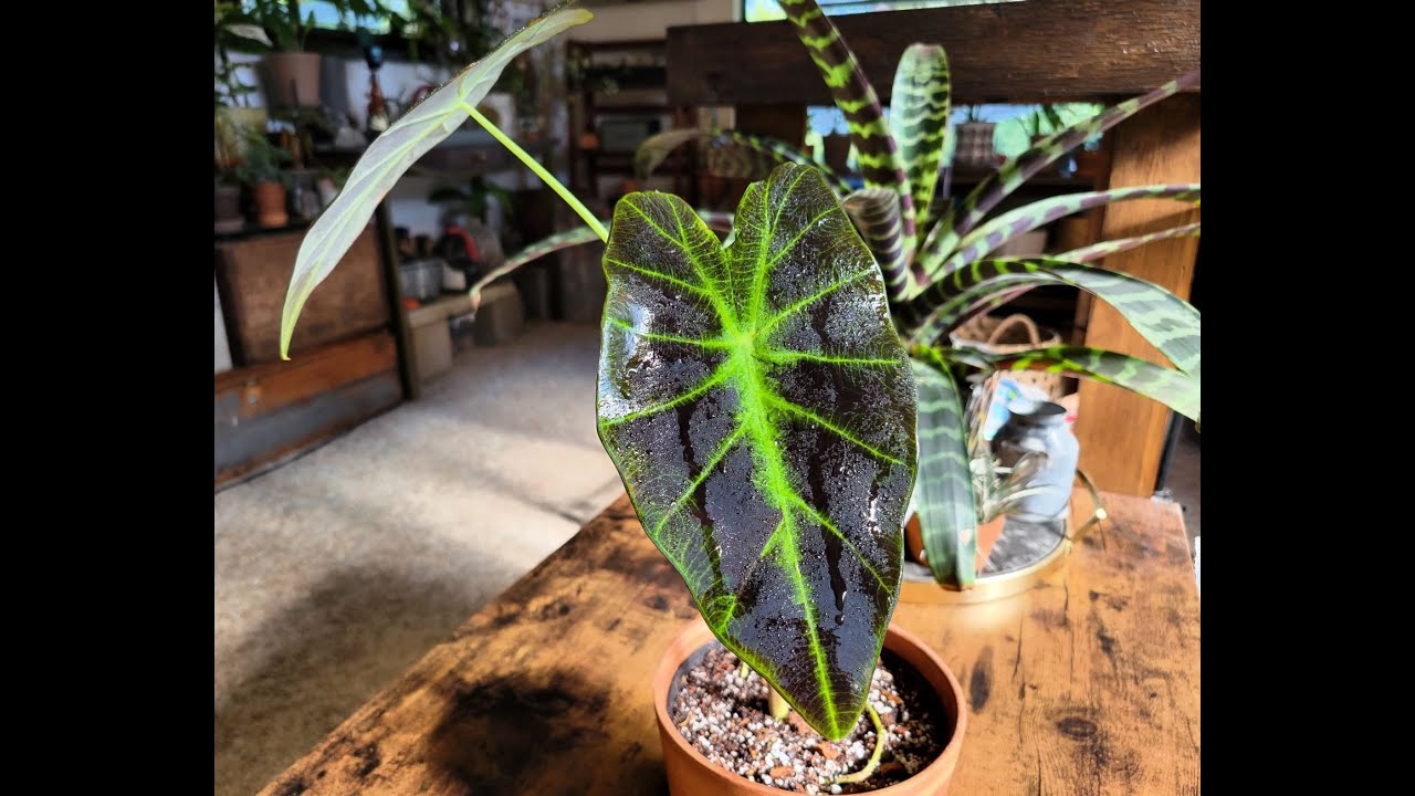 Colocasia Illustris Stolons / runners I Care + Repot