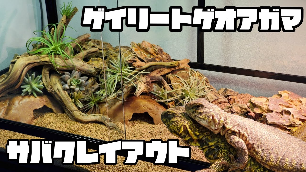 シェルターをお揃いに！ついでに砂漠風レイアウト！【ゲイリートゲオアガマ】