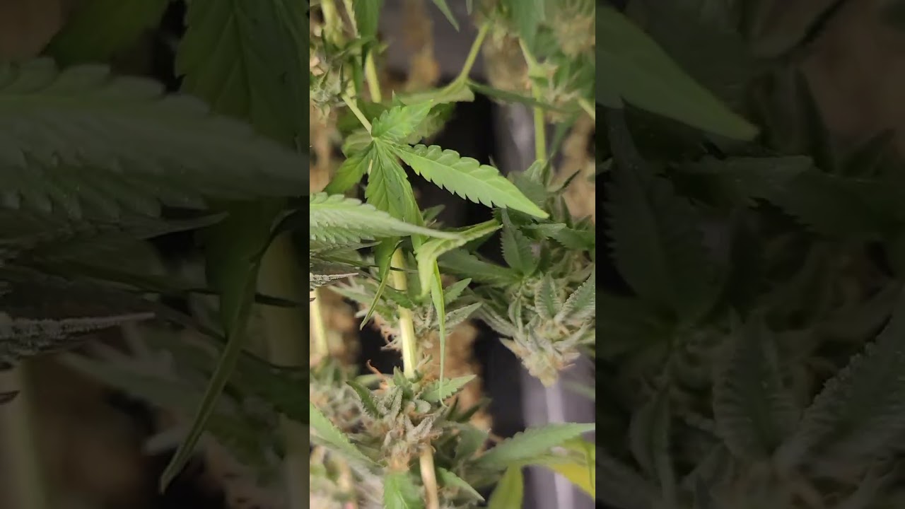 black cherry pie f5 (In House Genetics) review 