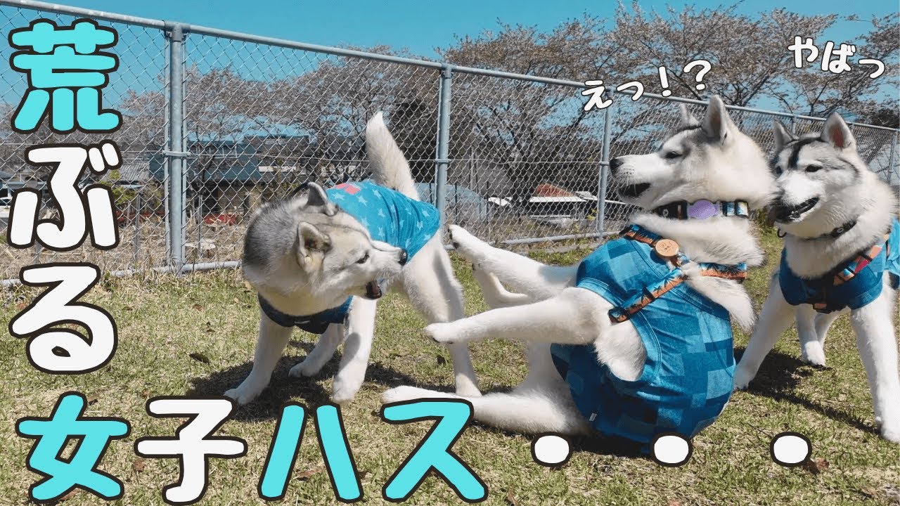 そっくりな従兄弟のハスキーと感動の初対面のはずが・・・ｗ