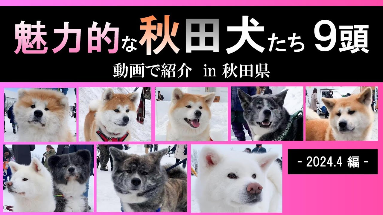 犬っこまつり2024③【秋田犬たち】 魅力的な秋田犬たち9頭 秋田犬の種類 動画で紹介 2024年4月編 #秋田犬 種類 #秋田犬 子犬