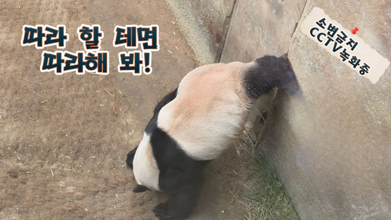 2026.02.23. 러바오의 하루