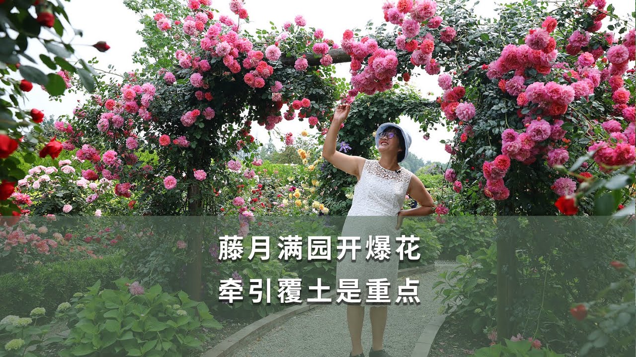 【海媽園藝課堂27】藤月滿園開爆花，牽引覆土是重點|Quick Guide for Climbing Roses in Winter