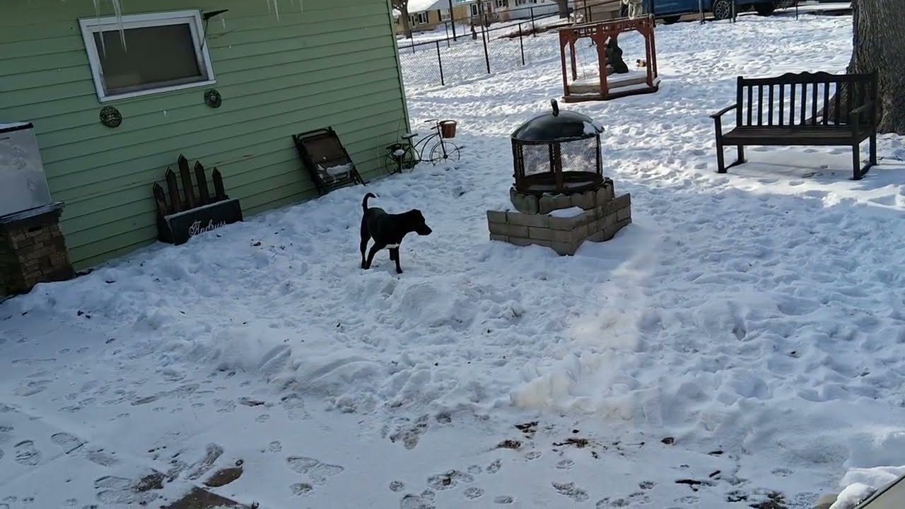 Darla playing with the door