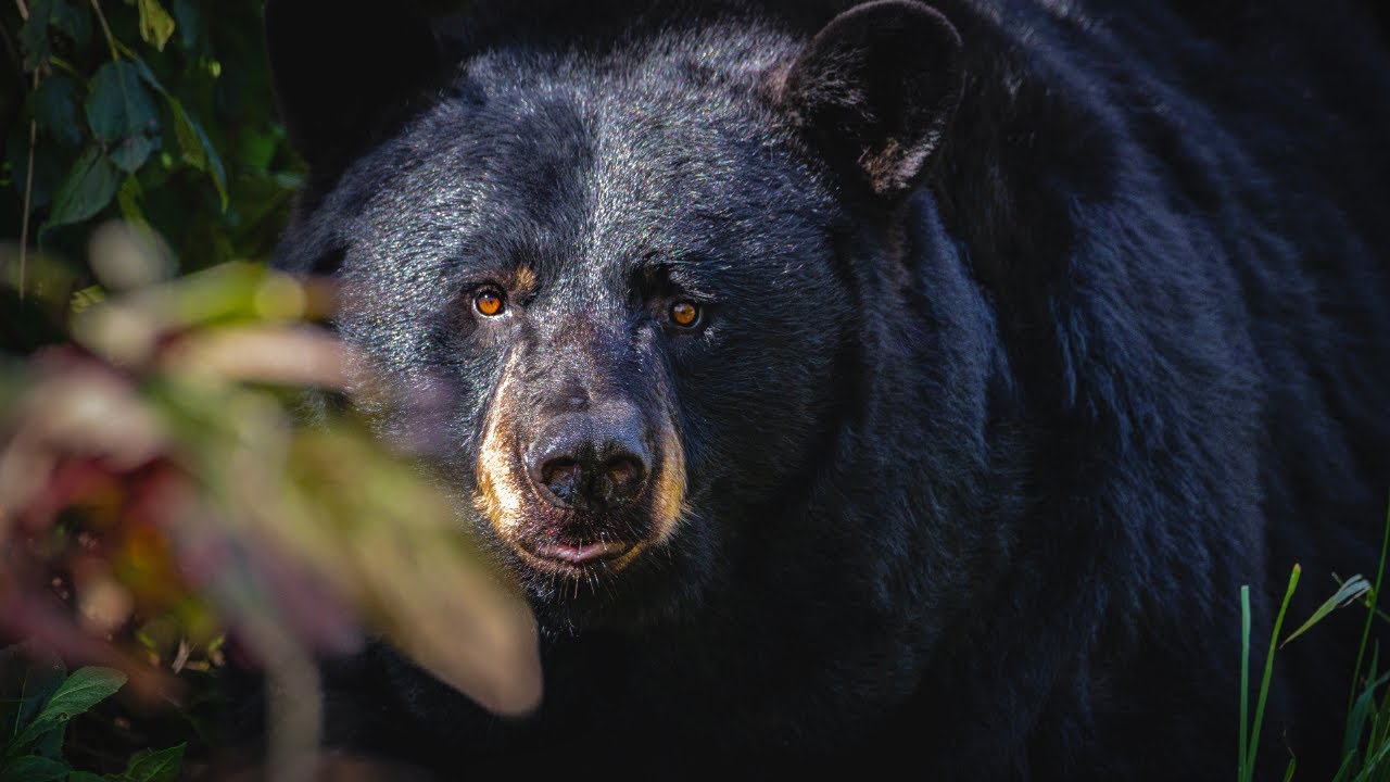 What North Carolina’s Black Bears Can Teach Us | North Carolina, Naturally
