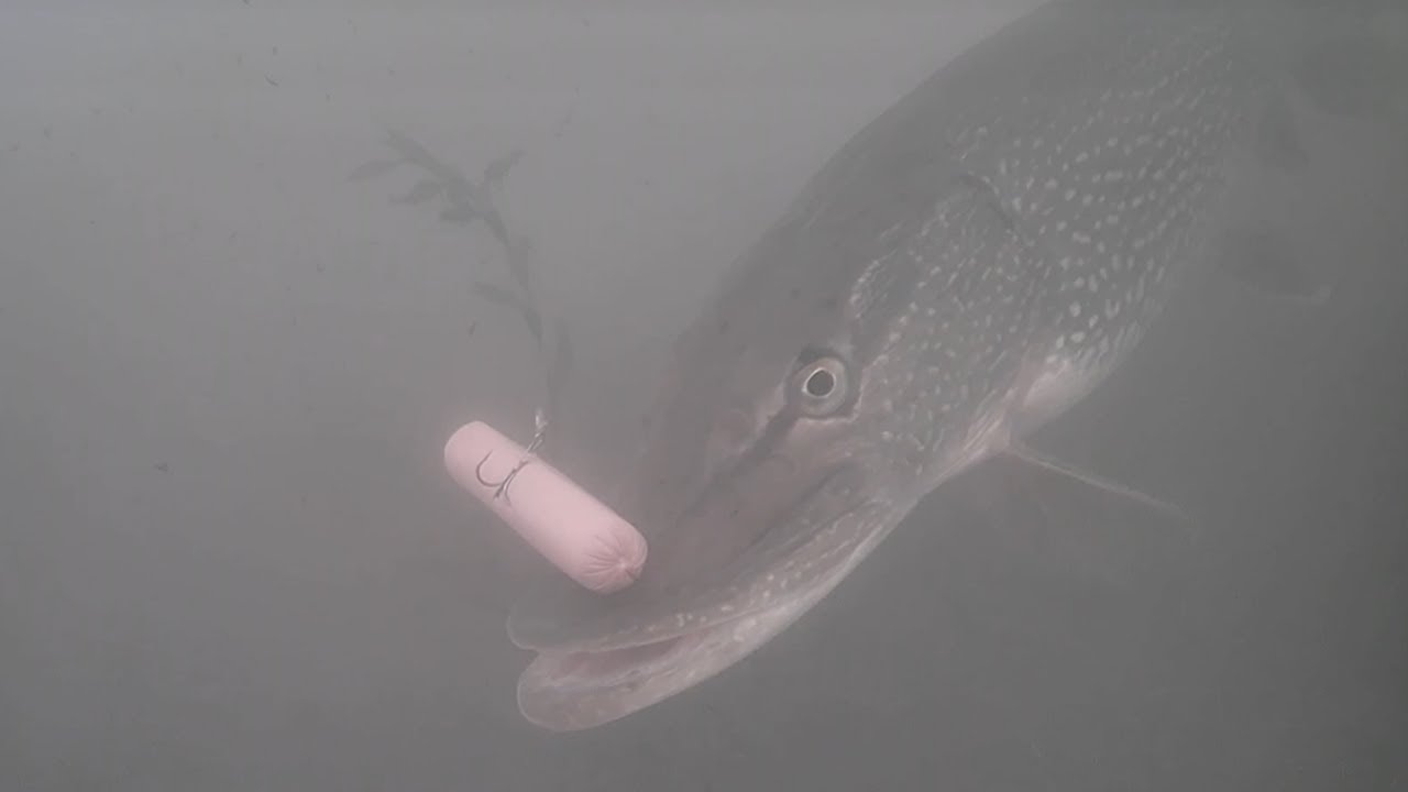 HOT DOG vs PIKE! Will They Eat? Ice Fishing Northern Pike