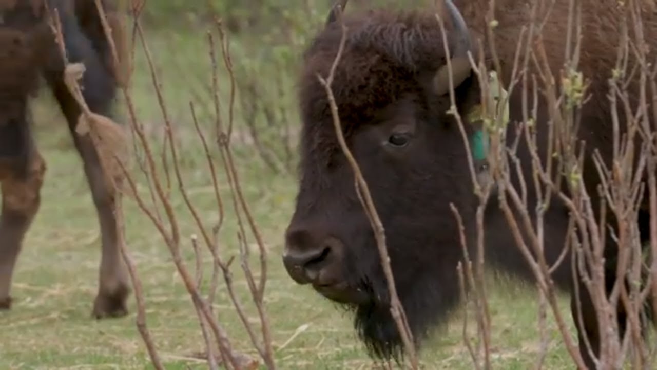 Watch bison take first steps in the wild - Banff National Park