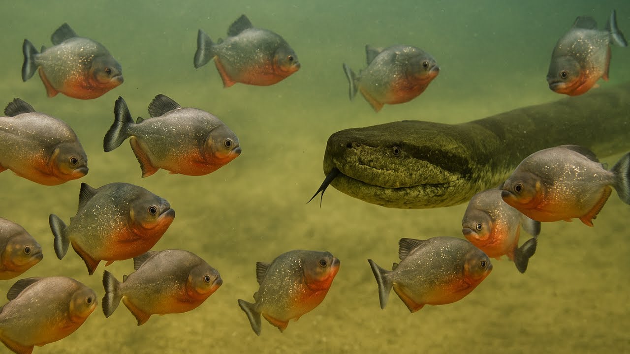 Ce python &eacute;tait condamn&eacute; ! Les attaques de piranhas les plus meurtri&egrave;res film&eacute;es par une cam&eacute;ra...