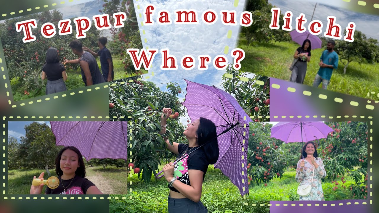 We went to litchi Bagan 🤩| Tezpur famous litchi | bombay litchi rs80 |#youtube #nature #life #travel