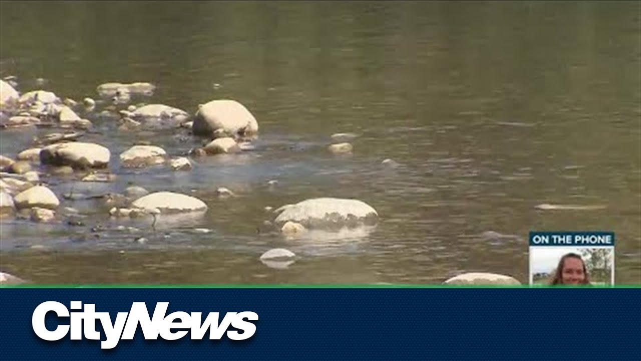 Invasive crayfish found in Calgary river