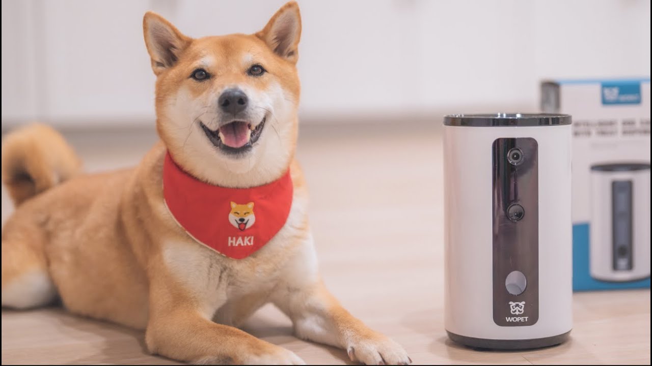 周末Vlog|又去宠物超市啦|柴犬和妹妹一起买罐头|开开心心拆箱新玩具|Haki吃零食真的好好笑！