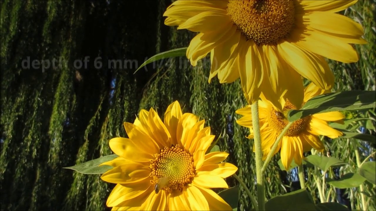 Helianthus Growing Guide by GardenersHQ