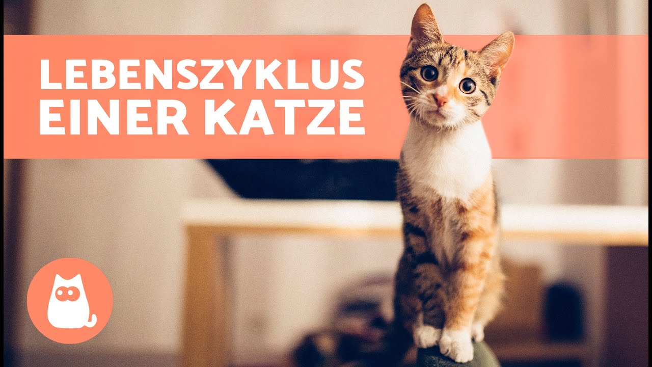 Wie ALT ist meine KATZE in Menschenjahren? 🐱 | LEBENSZEITRAUM EINER KATZE 🗓️