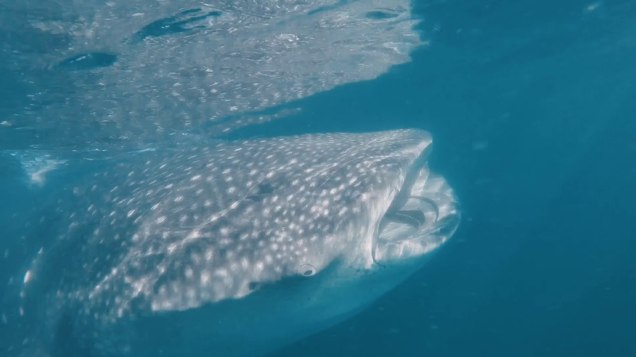 Whale Shark Eating Plankton
