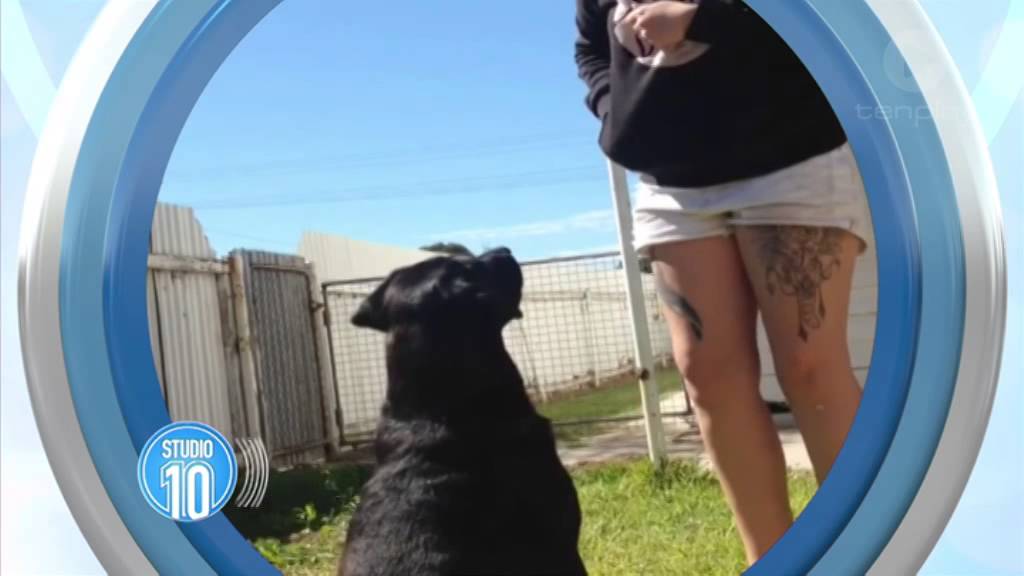 Australia's Smartest Dog: Obedient Dog