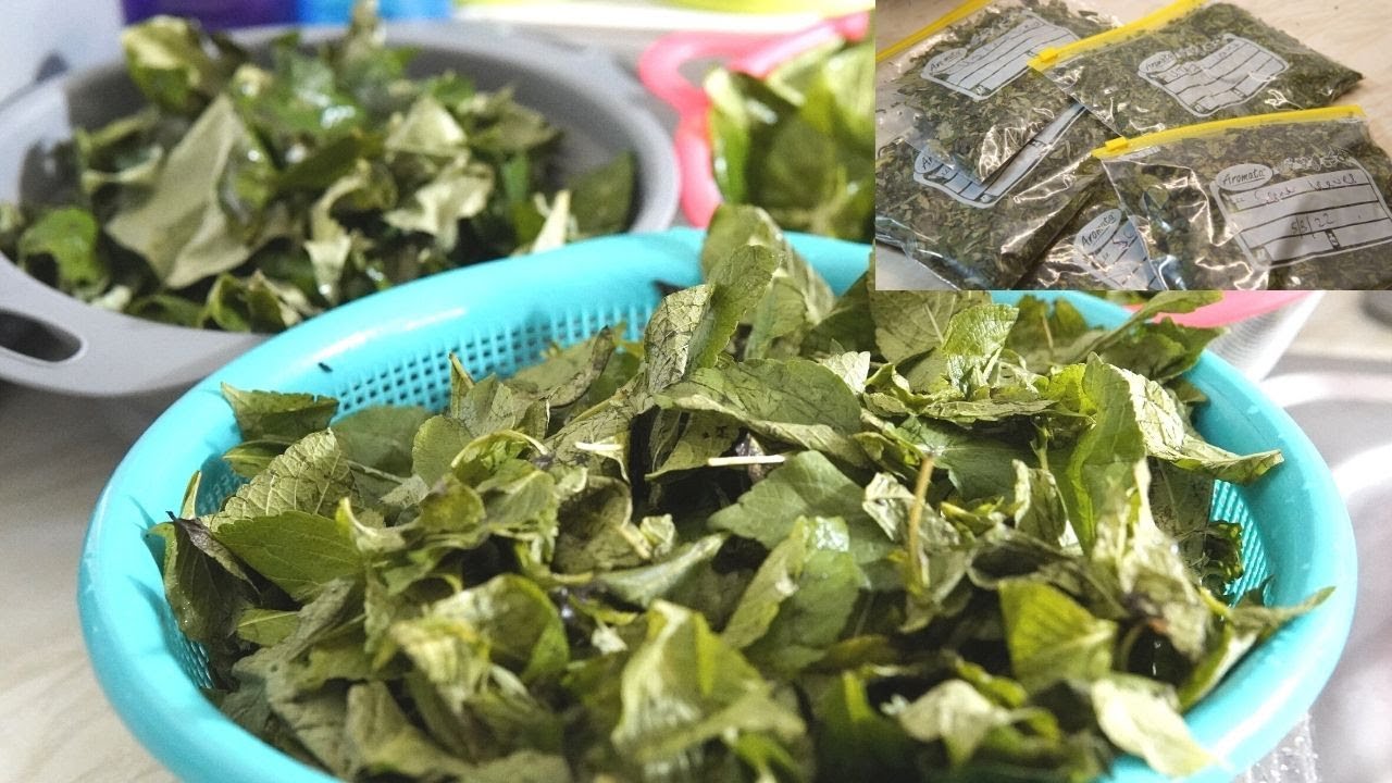 Preserving & storing Nigerian vegetables/herbs