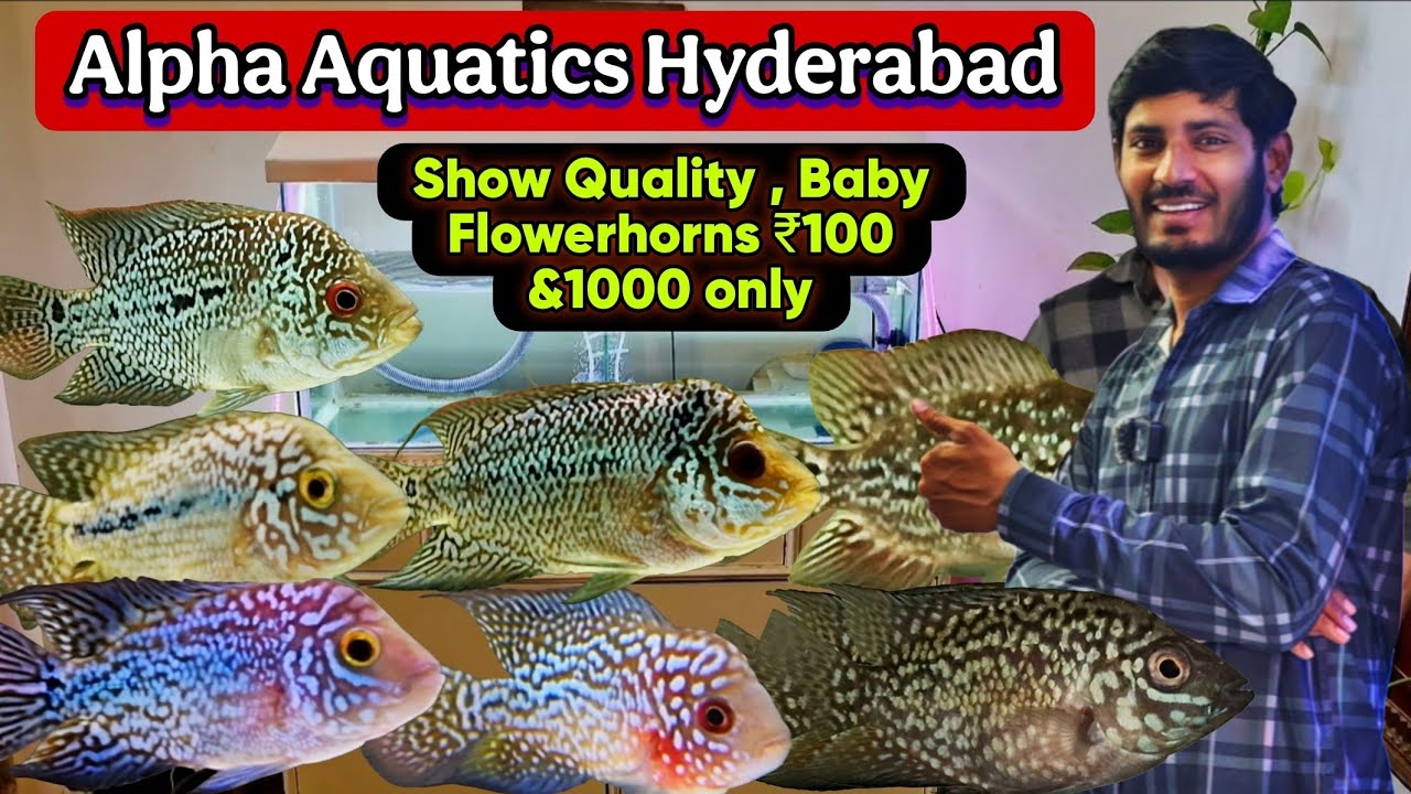 Baby Flowerhorn Fish ,Show Quality Kamfa 1000 only ,सबसे सस्ता फ्लावरहॉर्न मछली