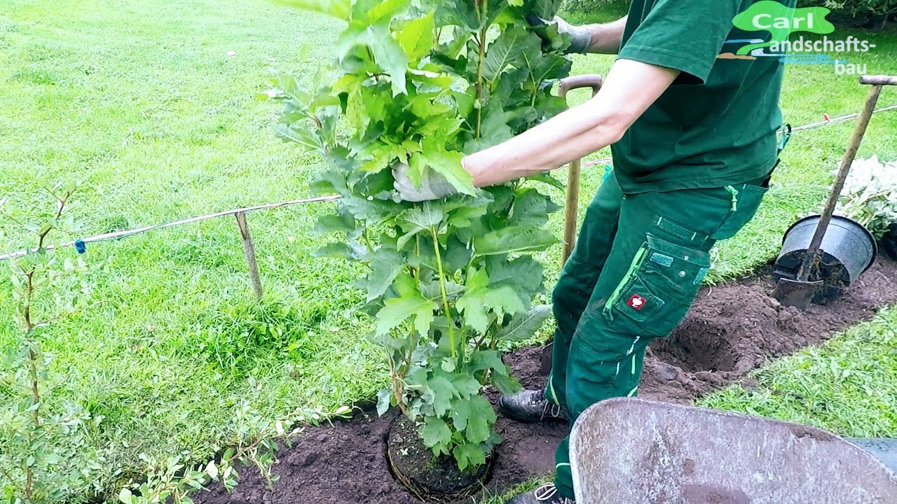 HECKE PFLANZEN | FREIWACHSENDE BLÜTENSTRÄUCHER |GÄRTNER ANLEITUNG |ÖKO GARTEN TUTORIAL PROFI SCHRITT