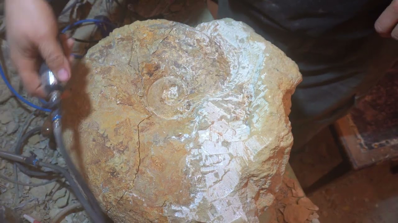Giant ammonite from Burton Bradstock Lytoceras 5