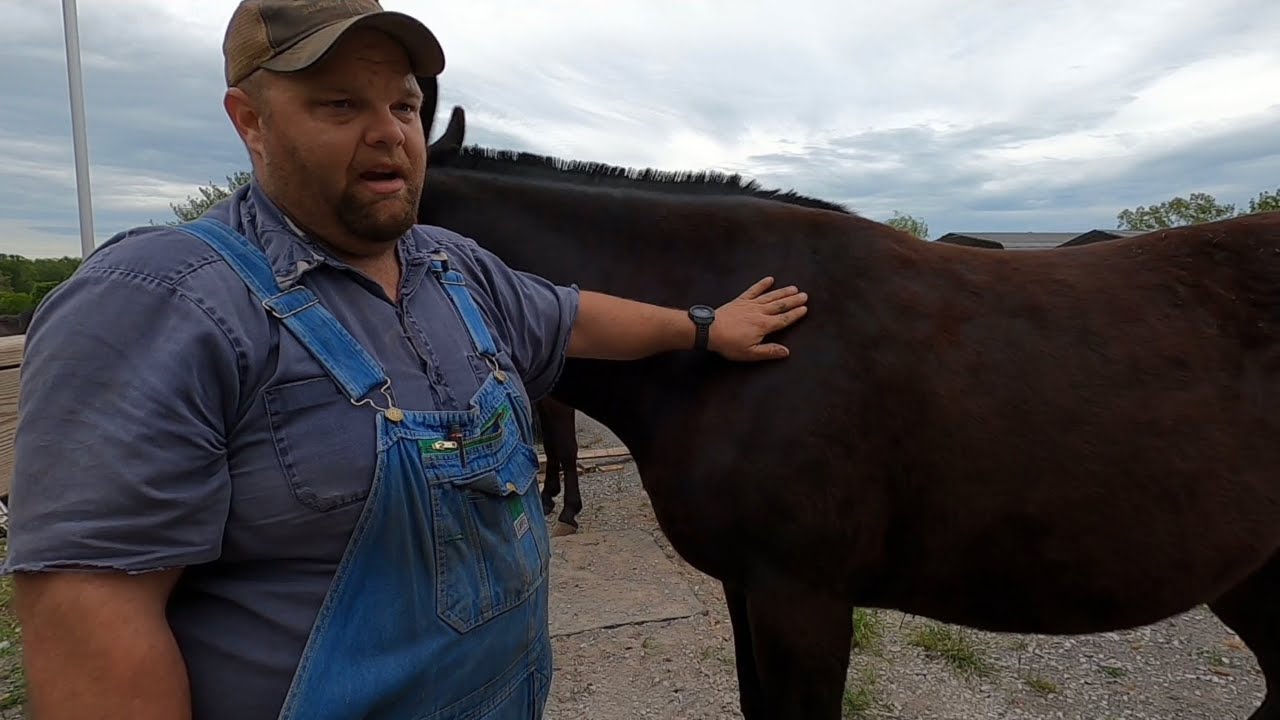 Harnessing and Hooking Series-Part 1 of 4…..”Collar Fitting.” #027
