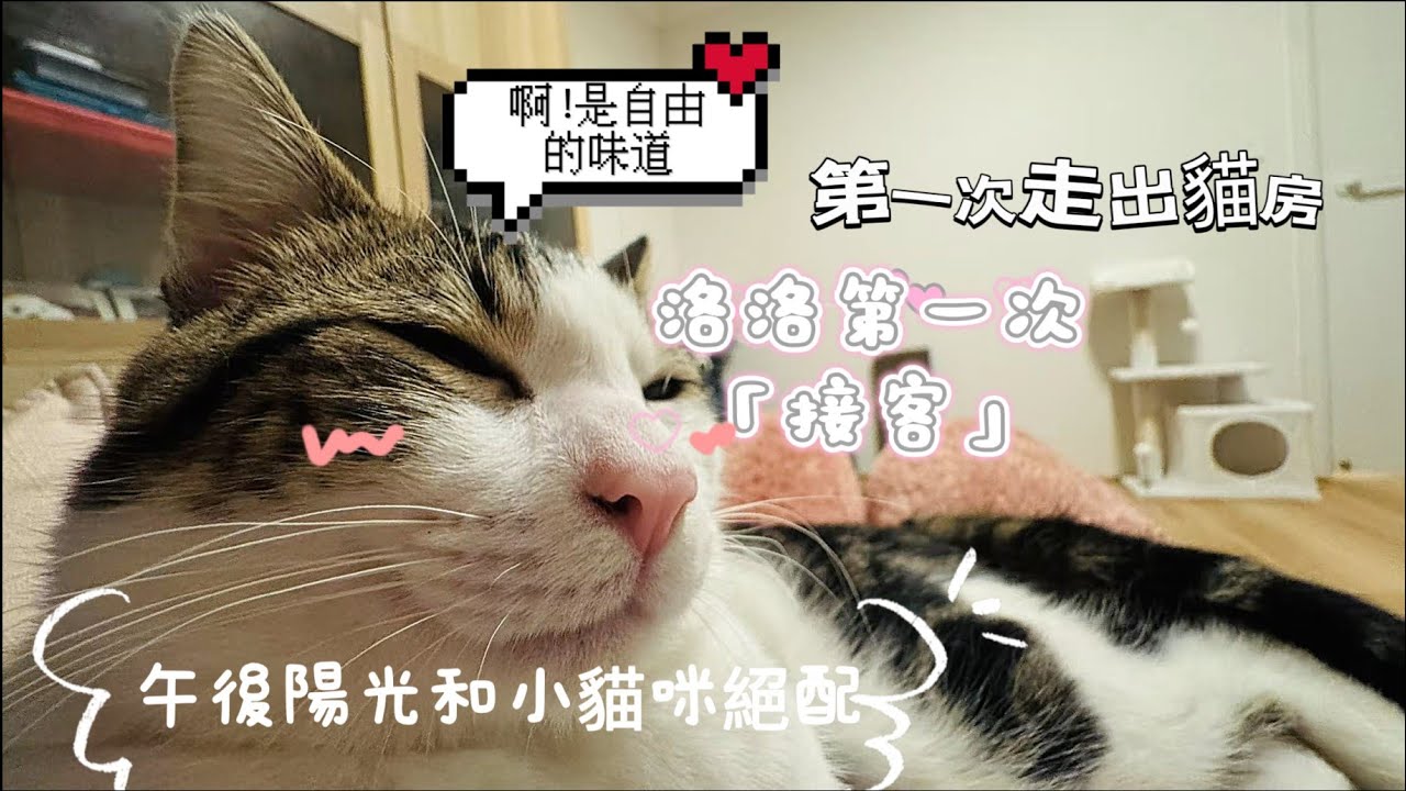 【貓來了#3】洛洛摘掉圈後的第一次冒險｜探索新領地、迎接訪客 [Lolo’s Home#3] Adventure Without the Cone｜Exploring & Meeting Guests