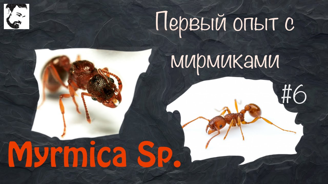 Первые шаги // муравьи Myrmica sp. // #6
