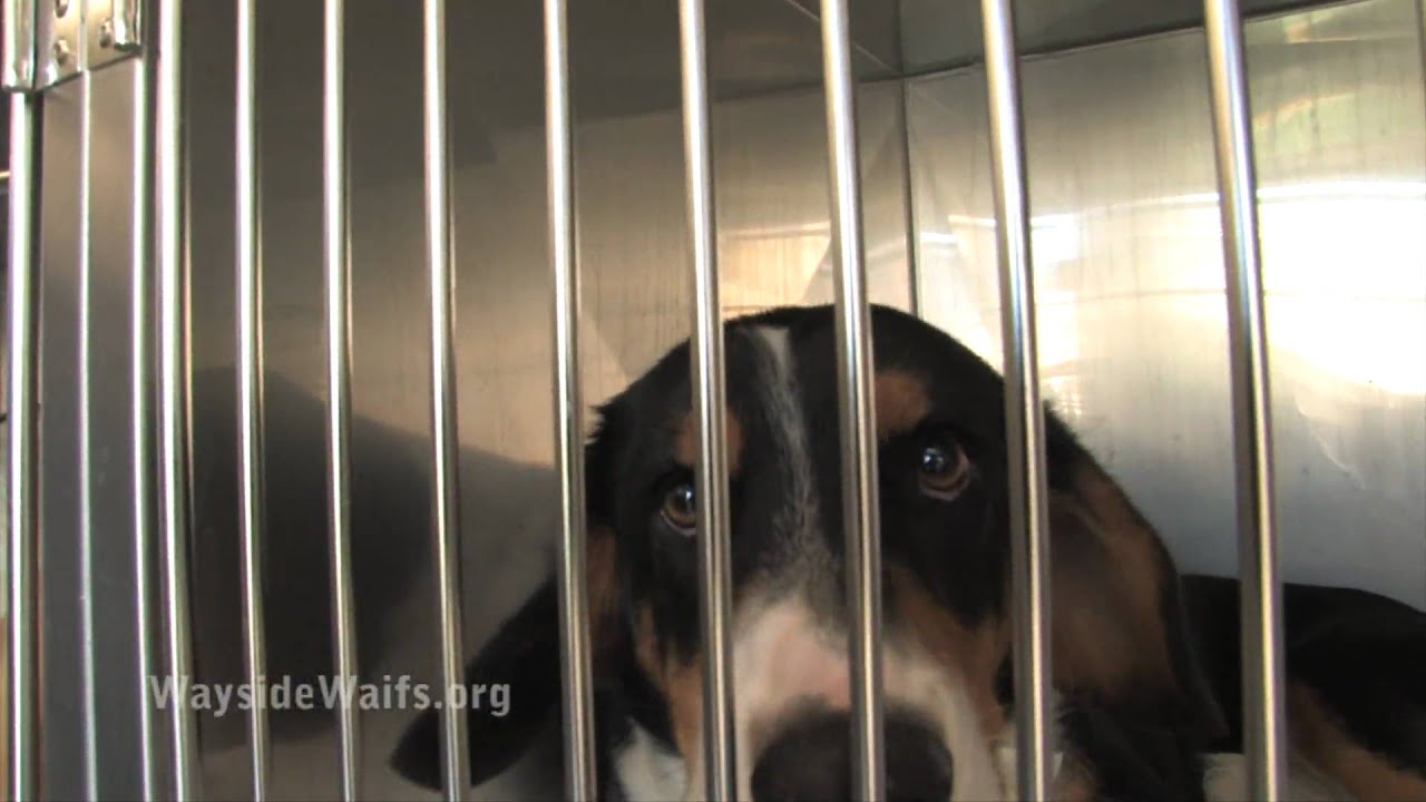 Ernie the 25,000th dog adopted from Rescue Waggin