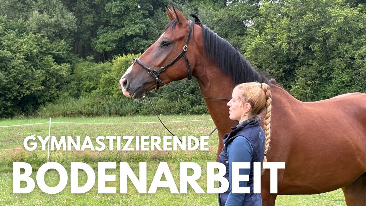 Working Equitation von Anfang an: Gymnastizierende Arbeit an der Hand - Die Basics