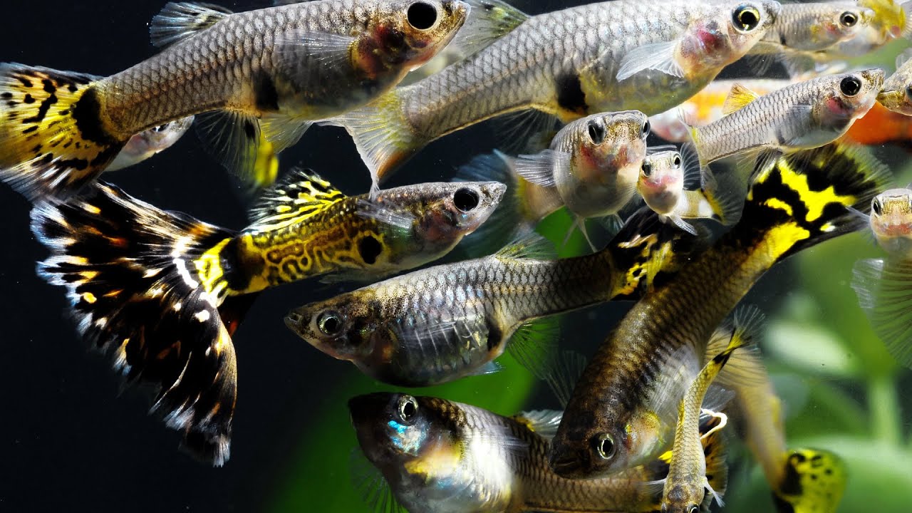 What are the Best Fish to Breed?​ | Secrets of Breeding Fish For Profit (Part 1)